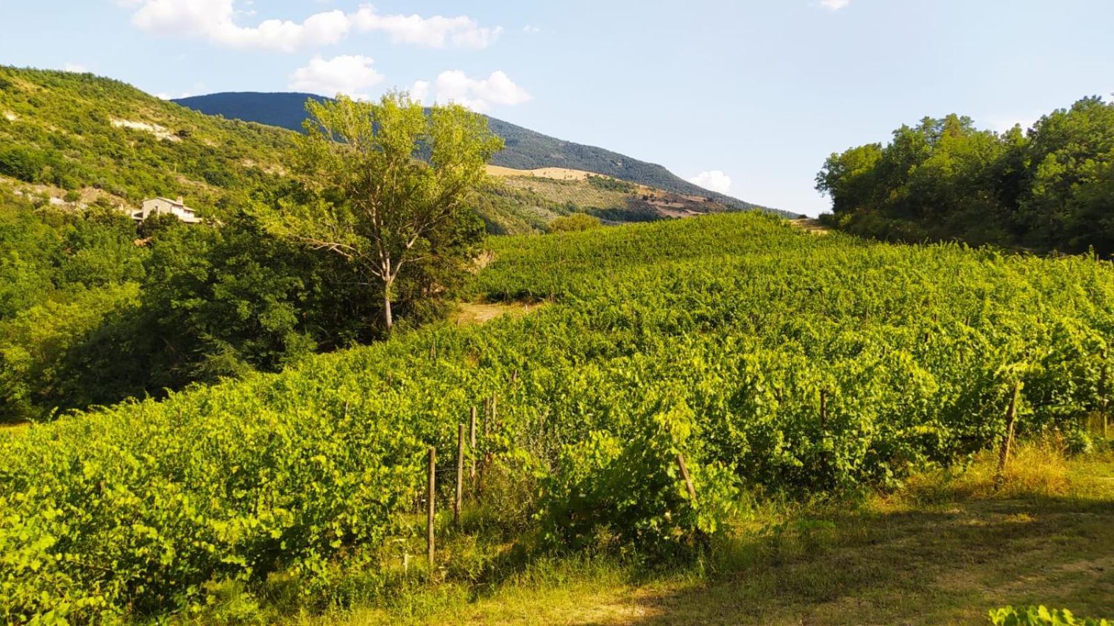 Re Artu Assisi Country Lifestyle Aparthotel Kültér fotó